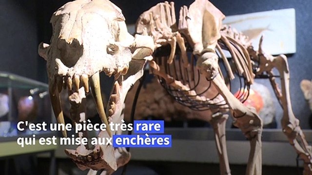 Un très rare tigre à dents de sabre aux enchères à Genève