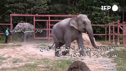 "الفيل الأكثر وحدة في العالم" يتواصل مع أحد أترابه بعد إنقاذه من باكستان