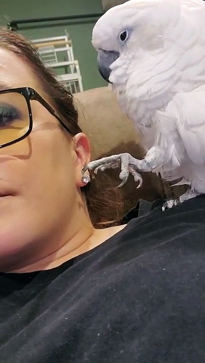 Quand ton perroquet veut te voler tes bijoux