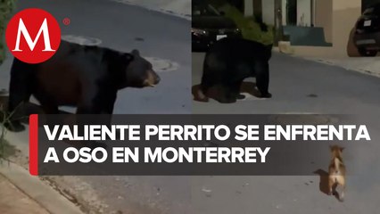 Perrito chihuahua ahuyenta a un oso en Monterrey