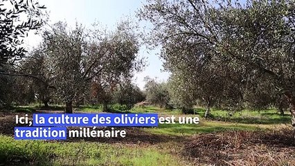 A Chypre, le changement climatique menace la culture millénaire des oliviers