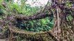 Insane ‘Living Root Bridges’ Connect Isolated Towns in India