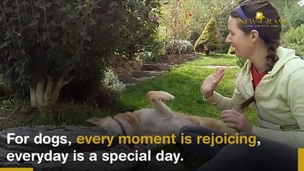 Reasons That Prove Why Dogs Are Humans Bosom Buddies