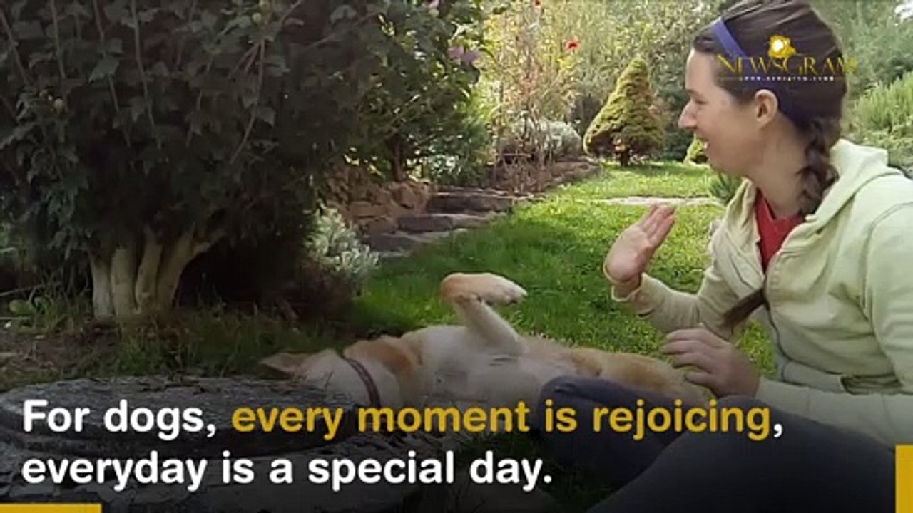 Reasons That Prove Why Dogs Are Humans Bosom Buddies