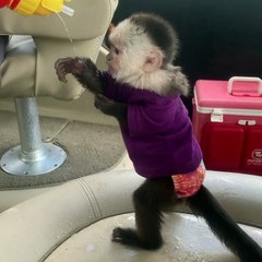 Baby Monkey Playing with Water