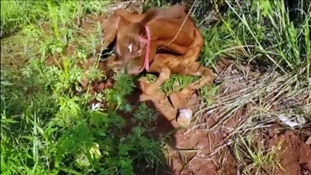 Cavalo é deixado em terreno no Quebec e moradores pedem ajuda