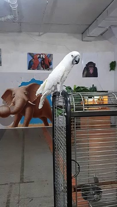 Parrot dancing