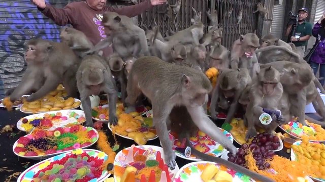 Hundreds of primates scramble for food at annual monkey festival in Thailand