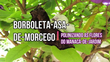 Borboleta-asa-de morcego polinizando as flores do manacá de jardim - Vídeo  Dailymotion