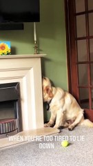 Golden Retriever is Too Tired to Lie Down