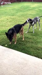 Dog Best Friends Playing Tug of War with Flashback