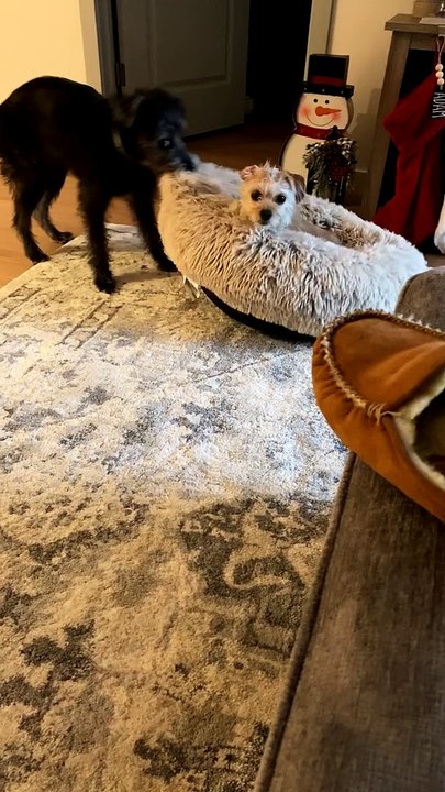 Pooch Isn't Happy about Bed Thief