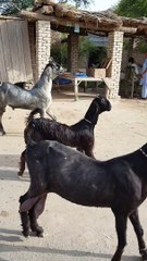 Goats Dance While Crossing the Street