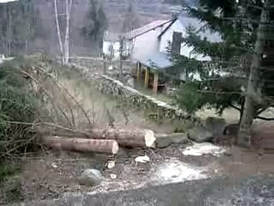 SAPINS DE QUERIGUT