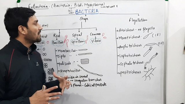 Bacteria-Kingdom Monera(Shape,Size & Flagellation)