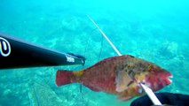 Spearfishing Parrot Fish /Zıpkınla Iskaroz Avı