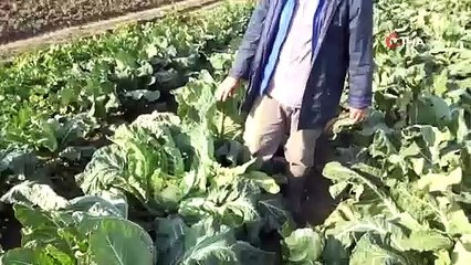 Bursa'da Karnabahar fiyatları korona virüsle uçuşa geçti