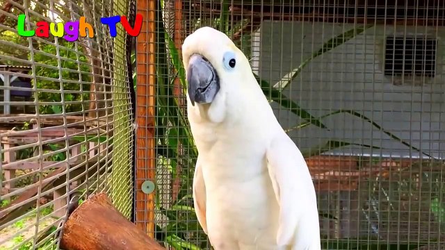 Funny Parrot - A Cute Funny Parrots Talking Videos Compilation __NEW HD