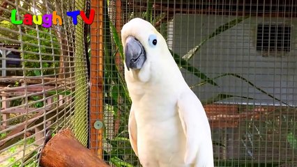 Funny Parrot  - A Cute Funny Parrots Talking Videos Compilation __NEW HD