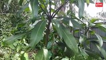 আম গাছে জোড় কলম করার পদ্ধতি _ How to mango grafting in Bangla _ Vumika Agro News _ জোড় কলম