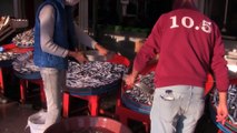 BALIKESİR - Güney Marmaralı balıkçıların ağları hamsiyle doluyor