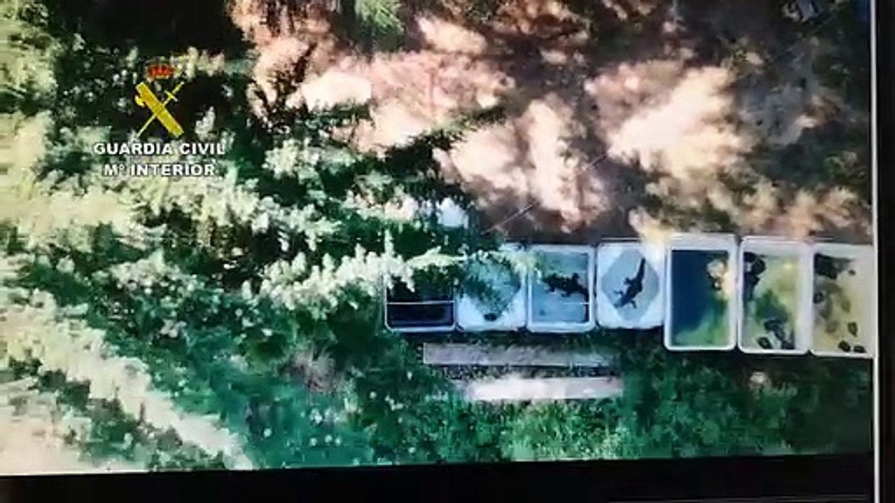 La Guardia Civil incauta cocodrilos, dos pitones y tortugas en una finca de Barcelona