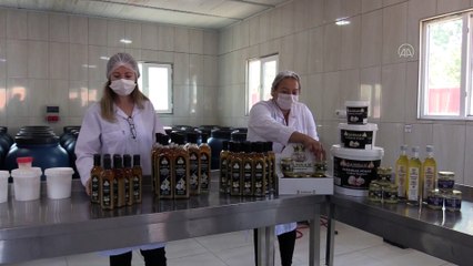 KASTAMONU - Yıllandırılan 'sarımsak ekstraktı' talep görüyor (2)