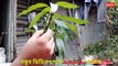আম গাছে ডাবল জোড় কলম করার পদ্ধতি |_ mango double grafting techniques | Vumika Agri News