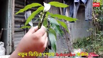 আম গাছে ডাবল জোড় কলম করার পদ্ধতি |_ mango double grafting techniques | Vumika Agri News