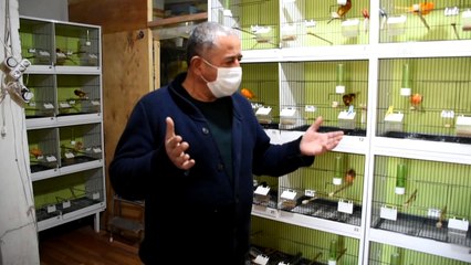 KIRŞEHİR - Kanaryalarını sanat müziği dinleterek yarışmalara hazırlıyor