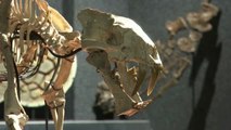 A subasta un fósil de esqueleto tigre con dientes de sable que vivió hace 37 millones de años en el norte de EEUU