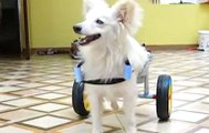 Coimbatore daughter-father duo design wheelchair for their dog with disability