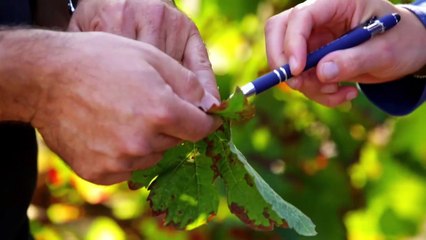Des plants de vigne de qualité pour un vignoble plus durable