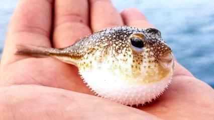 Balon balığı avcılığı için bu yıl kuyruk başına 5 lira destek ödemesi yapılacak