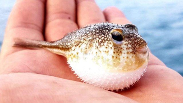 Balon balığı avcılığı için bu yıl kuyruk başına 5 lira destek ödemesi yapılacak