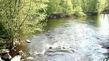 Минога    как ловить руками