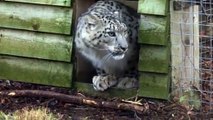 Koshi arrives at Highland Wildlife Park