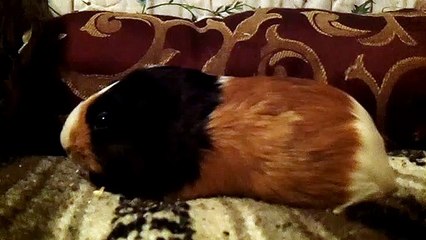 CAVIA PORCELLUS PARSLEY 102_2270