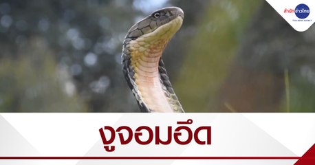 งูจอมอึด สุนัข 9 ตัวรุมขย้ำไม่ตาย