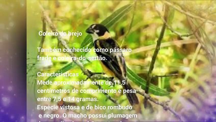 Canto do pássaro Coleiro do brejo