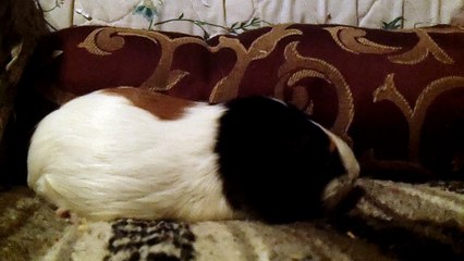 CAVIA PORCELLUS PARSLEY 102_2275