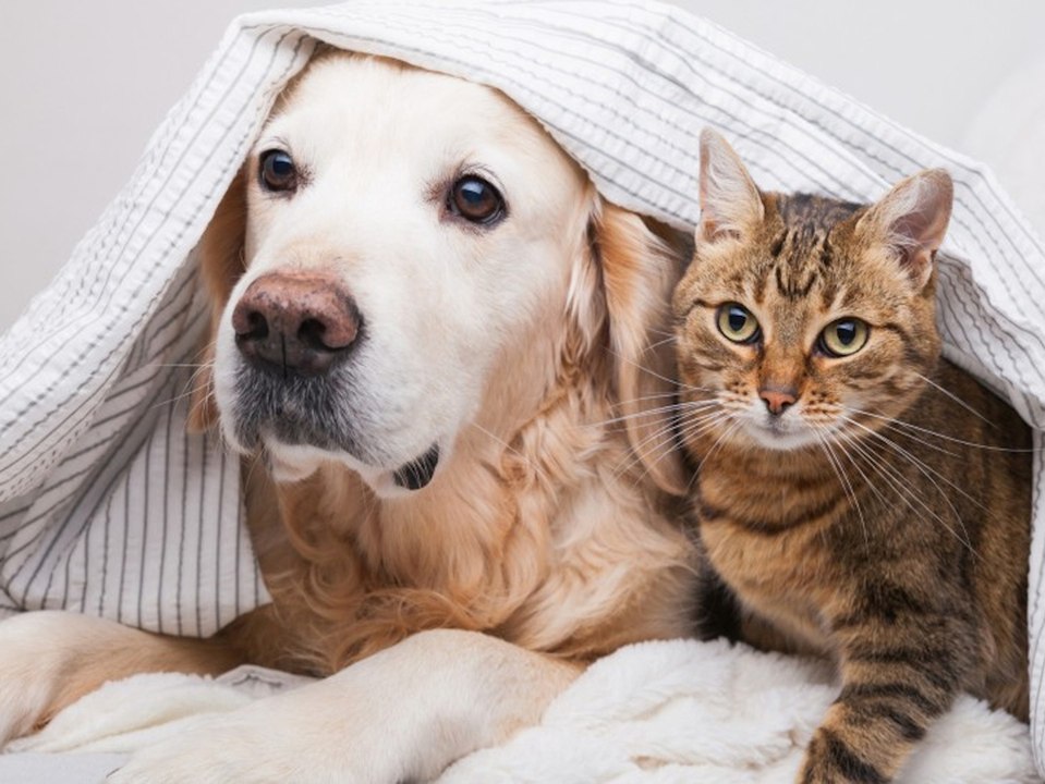 Gefährlich? Mit Corona infizierte Haustiere bei Behörden gemeldet