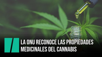 La ONU reconoce oficialmente las propiedades medicinales del cannabis