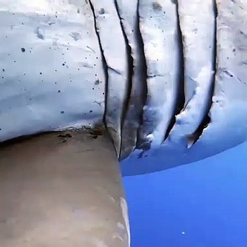 Une nageuse palme paisiblement autour d'un grand requin blanc