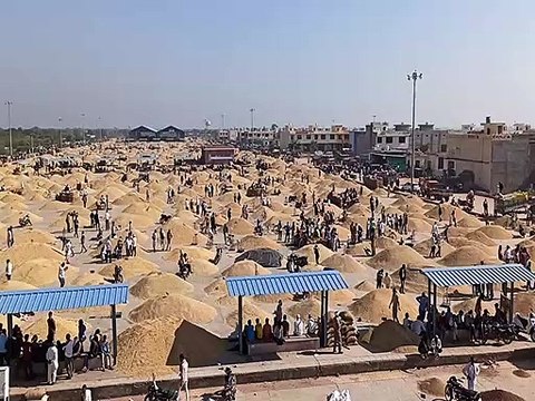 कृषि उपज मण्डी में होने लगा लदान कार्य