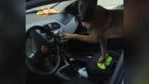 Coco, un perro policía gracias a su olfato encuentra una caleta muy bien escondida