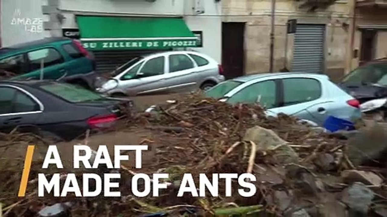 Fire Ants Survive Flood By Turning Into a Raft