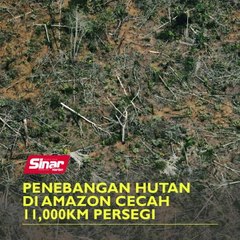 Penebangan hutan di Amazon cecah 11,000km persegi
