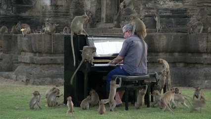 Feel-Good-Countdown, 30: "Für Elise" für Äffchen