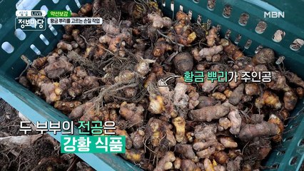 한의사의 약선보감 강황! 이렇게 좋은 효능이 있강황?